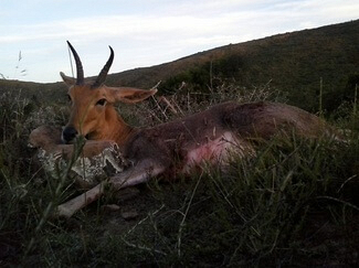 Mountain Reedbuck