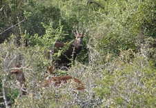 Bushbuck