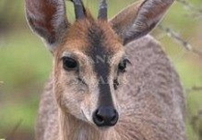 Duiker