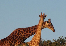 Giraffe