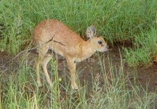 Grysbuck
