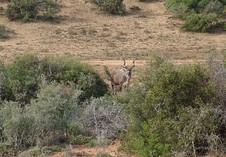 Kudu