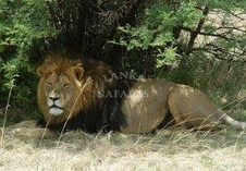 Lion