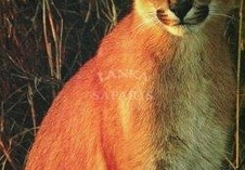 Lynx