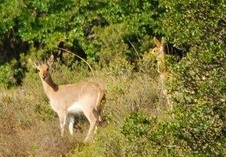 Mountain Reedbuck