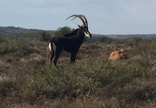 Sable