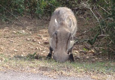 Warthog