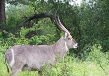 Waterbuck