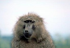 Baboon