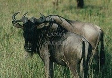 Blue Wildebeest