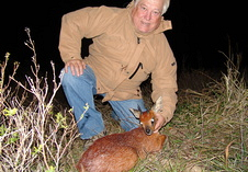 Grysbok