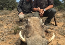 Warthog
