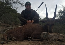 Bushbuck