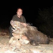 Bushpig