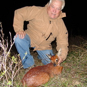 Grysbok