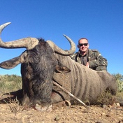 Blue Wildesbeest