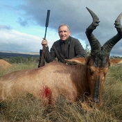 Red Hartebeest