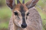 Duiker