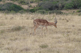 Impala