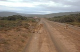Lions 