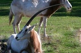 Scimitar Horned Oryx