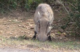 Warthog