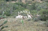 White Blesbuck