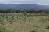 White Rhino