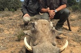 Warthog