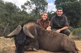 Black Wildebeest