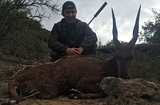 Bushbuck