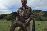 Blue Duiker