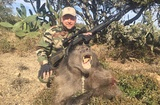 Baboon