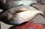 Deep Sea Fishing Port Alfred