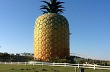 The big Pineapple Bathurst